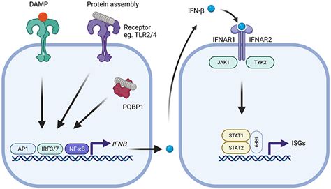 Frontiers Type I Interferons In Alzheimer S Disease And Other Tauopathies