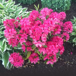 How to Easily Care for Azaleas and Rhododendrons