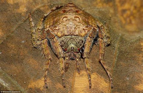 Can You Spot The Camouflaged Wrap Around Spider On A Branch Daily