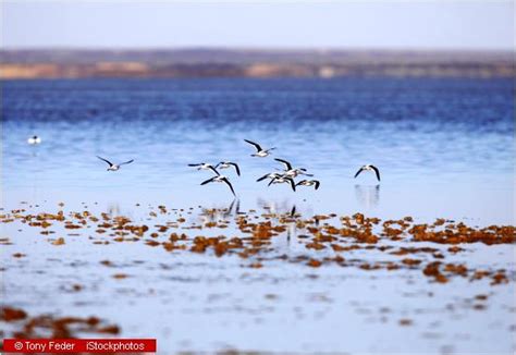 Kati Thanda Lake Eyre Facts Visit Australias Largest Salt Lake