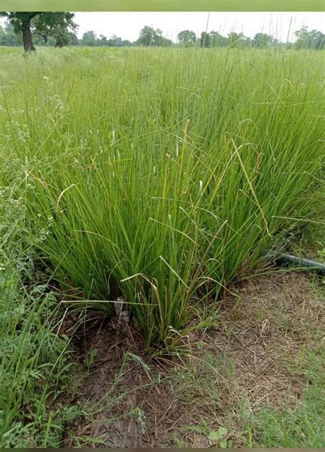 Clay Natural Vetiver Grass For Outdoor 12 Inch At Rs 0 50 Piece In Amethi