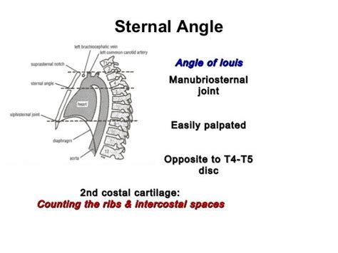 Anatomy Lecture 3 Thoracic Wall 1 Slides