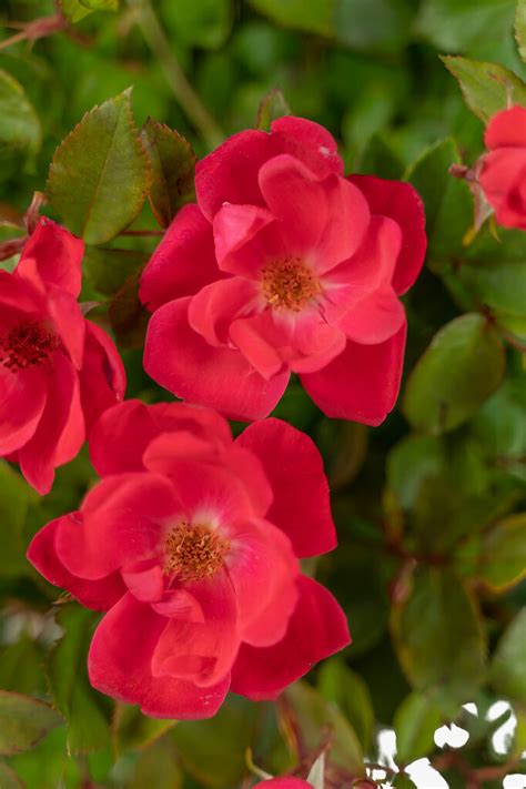 Red Knockout Rose Bushes For Sale Online | The Tree Center