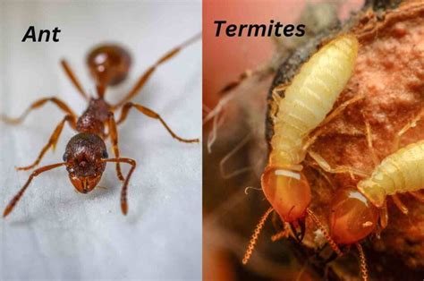 Do Termites Look Like Ants Understanding The Confusion Termites Vs Ants [side By Side