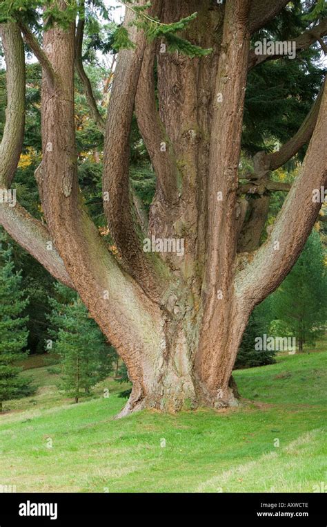 Multi Stemmed High Resolution Stock Photography And Images Alamy