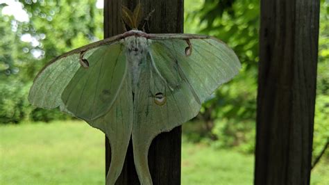 Photos Luna Moth Sightings On The Rise In Central Texas