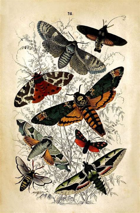 Antique Natural History Reproduction Print Of Moths 18th Etsy Moth