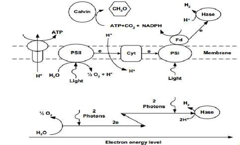 Schematic mechanisms of photosynthesis and bio-photolysis of... | Download Scientific Diagram