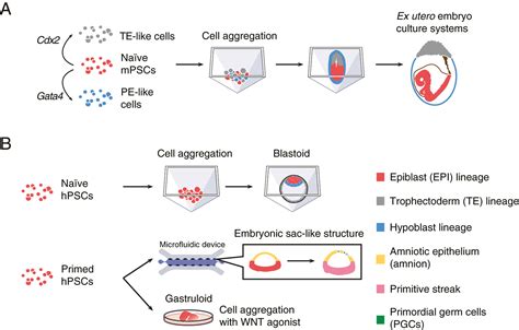 Stem Cell Derived Embryo Models A Frontier Of Human Embryology