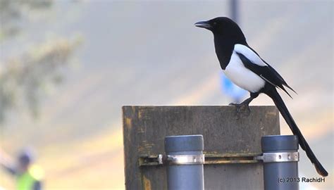 Dsc Common Magpie Pica Pica Pie Bavarde In Surrey Flickr