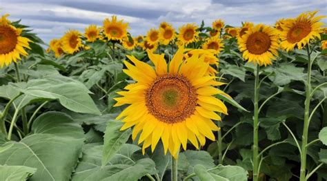 Día Nacional del Girasol ANAPO celebra el cultivo que impulsa