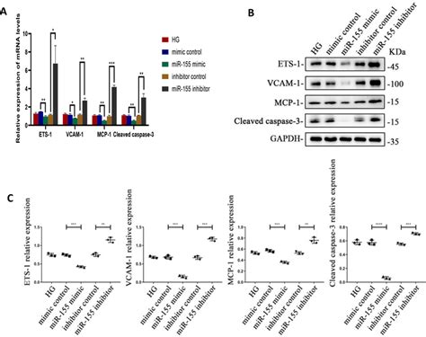 A The Mrna Expression Levels Of Ets Vcam Mcp And Cleaved