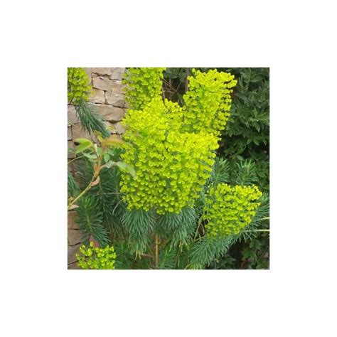 Euphorbia Characias Wulfenii Euphorbe Des Vallons G Ante Persistante