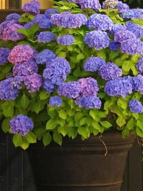 Can You Grow Hydrangeas In Pots My Home Garden