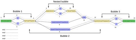 A genome graph resulting from constructing a de Bruijn graph with k ¼ 9 ...