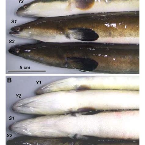 (PDF) A silvering index for the Japanese eel Anguilla japonica