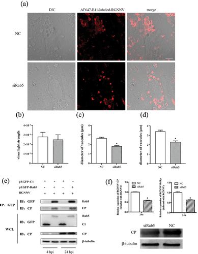 Full Article Nervous Necrosis Virus Induced Vacuolization Is A Rab