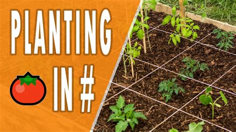 How To Plant Tomato Seedlings 🌱 Square Foot Gardening Method Youtube