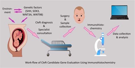 Dentistry Journal Free Full Text Characterization Of Shh Sox3