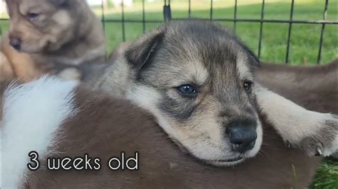 Gerberian Shepsky Puppies Watch Them Grow From Day One To Week Seven