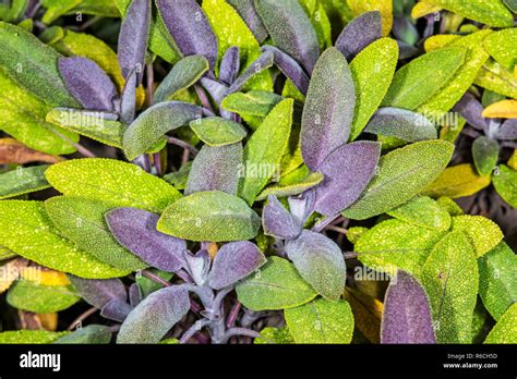 Sage Salvia Officinalis Stock Photo Alamy