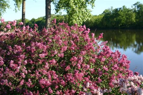 Bloomerang Dark Purple Reblooming Lilac Proven Winners