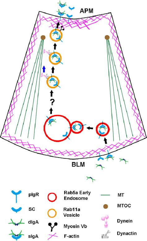 Working Model Of Rab11a Regulated Transcytosis Of PIgR And DIgA In