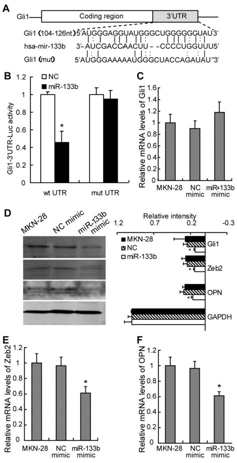 Mir B Direct Targets Gli In Gc Cells A Sequence Of The Gli