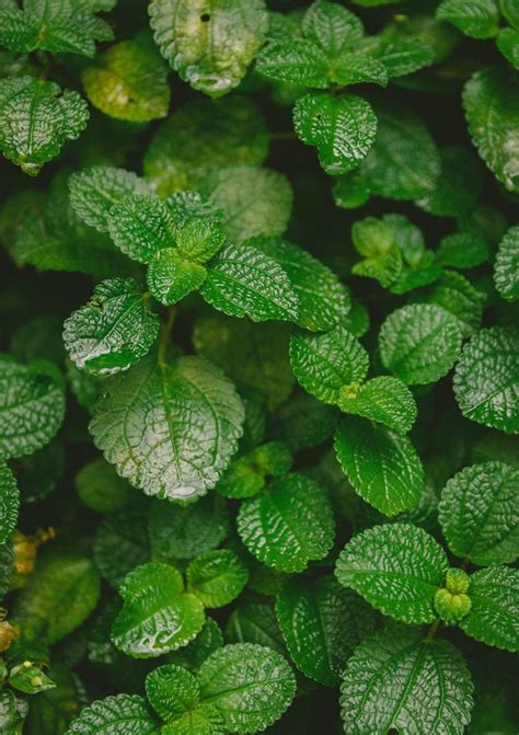 Mint Leaves Wallpapers Wallpaper Cave