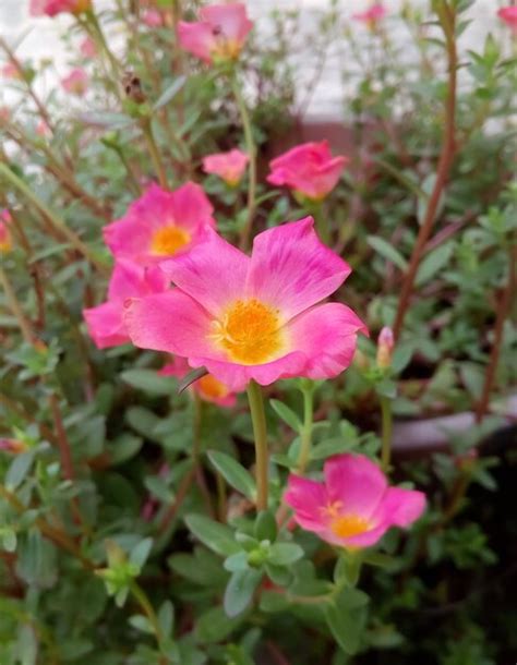 Portulaca Grandiflora Galement Connue Sous Le Nom De Mousse Rose Ou