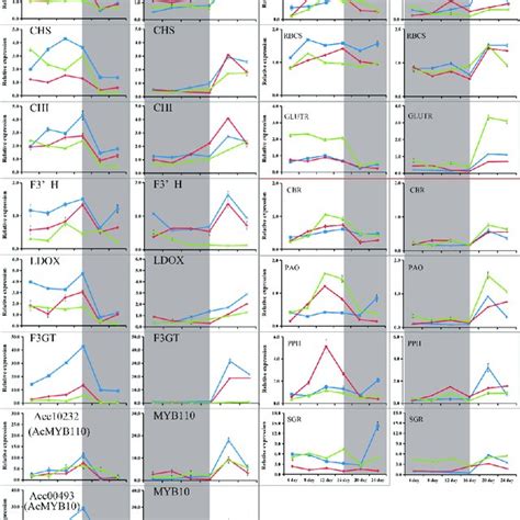 Relative Expression Levels Of Anthocyanin And Chlorophyll Related Genes