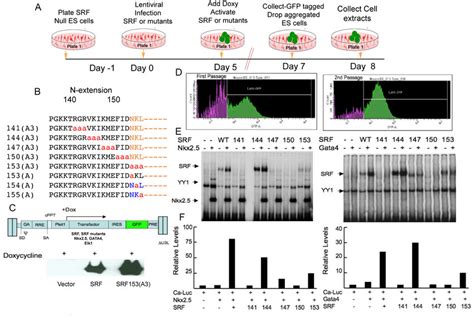 Rescue Of Srf Null Es Cells With Virally Expressed Srfwt And Srf Triple