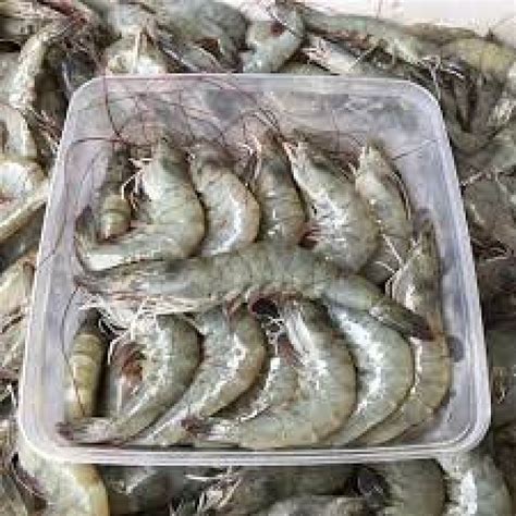 Udang Segar