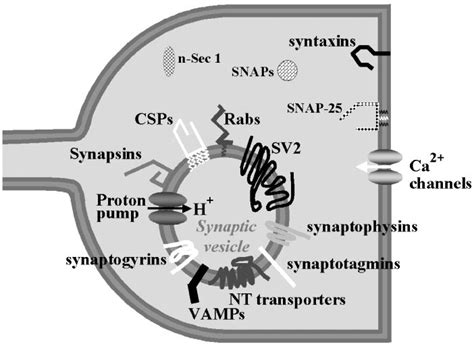 Schematic Diagram Of A Presynaptic Terminal Showing Localization Of