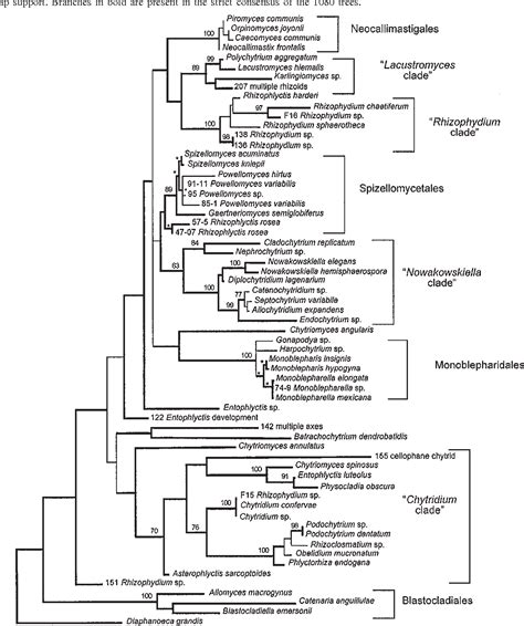 Table 1 From Molecular Phylogenetics Of The Chytridiomycota Supports