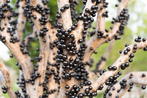 Jabuticaba Uma Das Dez Melhores Frutas Do Mundo Familiaridades