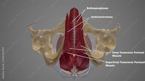 Male Muscles Of Urogenital Triangle Labeled 3d Rendering Stock