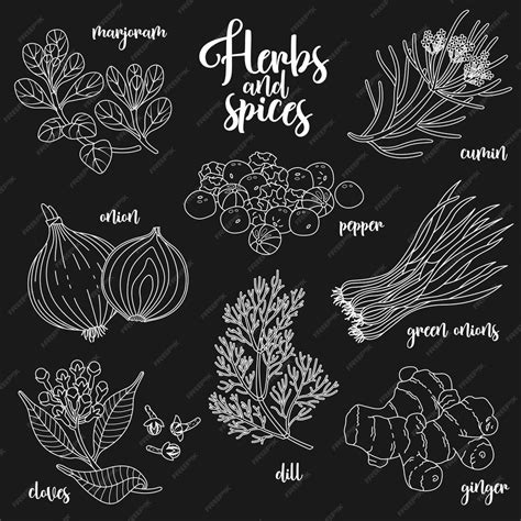 Premium Vector Spices And Herbs Vector Set Contour On Dark