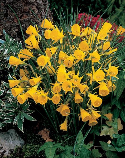 Narcissus Dwarf Golden Bells Daffodil Bulbs Prins Bulb Pack X10