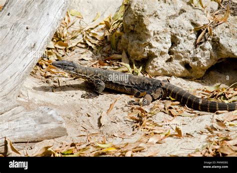 Rosenberg Monitor Hi Res Stock Photography And Images Alamy