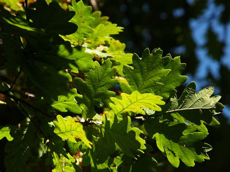 Carvalho Alvarinho Flora Jardim Gulbenkian