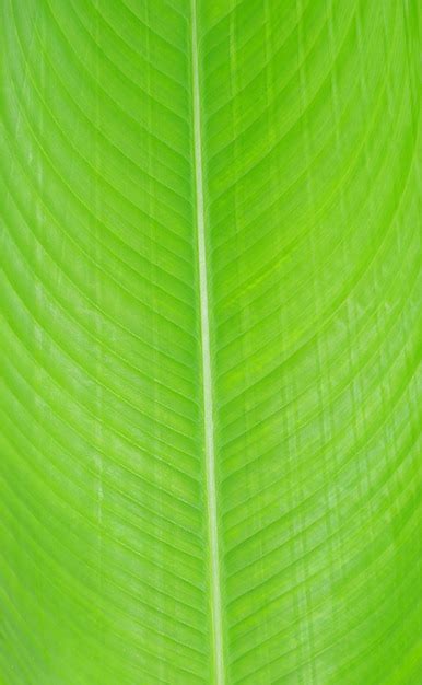 Premium Photo | Green leaf texture