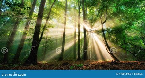 Luminous Rays Of Sunlight In A Misty Green Forest Stock Image Image