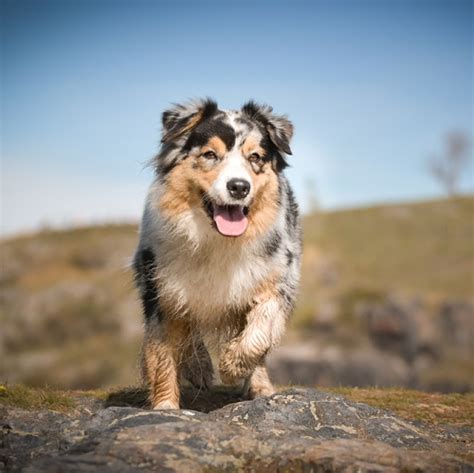6 Most Common Australian Shepherd Health Issues | Vetericyn