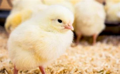 Poultry Feed Godrej Agrovet Ltd Poulty Feed From Chiplun
