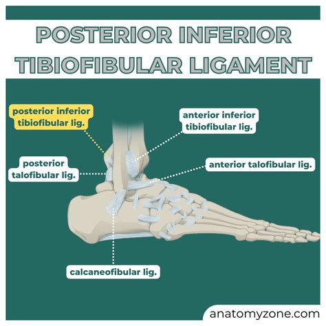 Posterior Tibiotalar Ligament