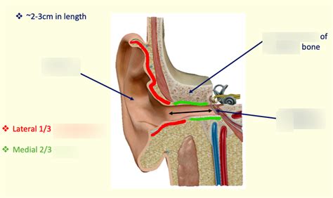 External Acoustic Meatus Diagram | Quizlet