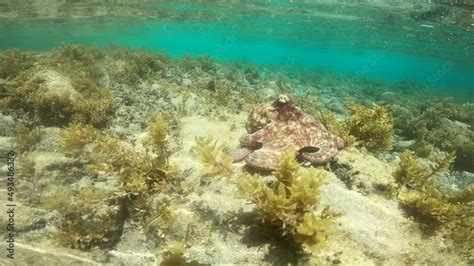 Octopus At Atalaia Beach Snorkelling Marine Life In A Natural