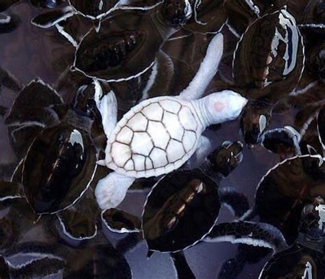 An albino baby turtle swims with green sea turtle babies in a pond at ...