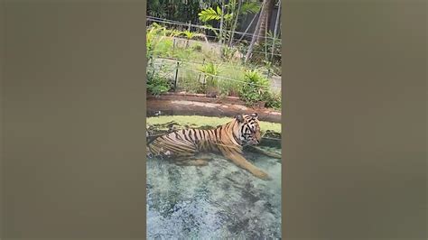 Tiger Park Pattaya Thailand April 2023 Youtube